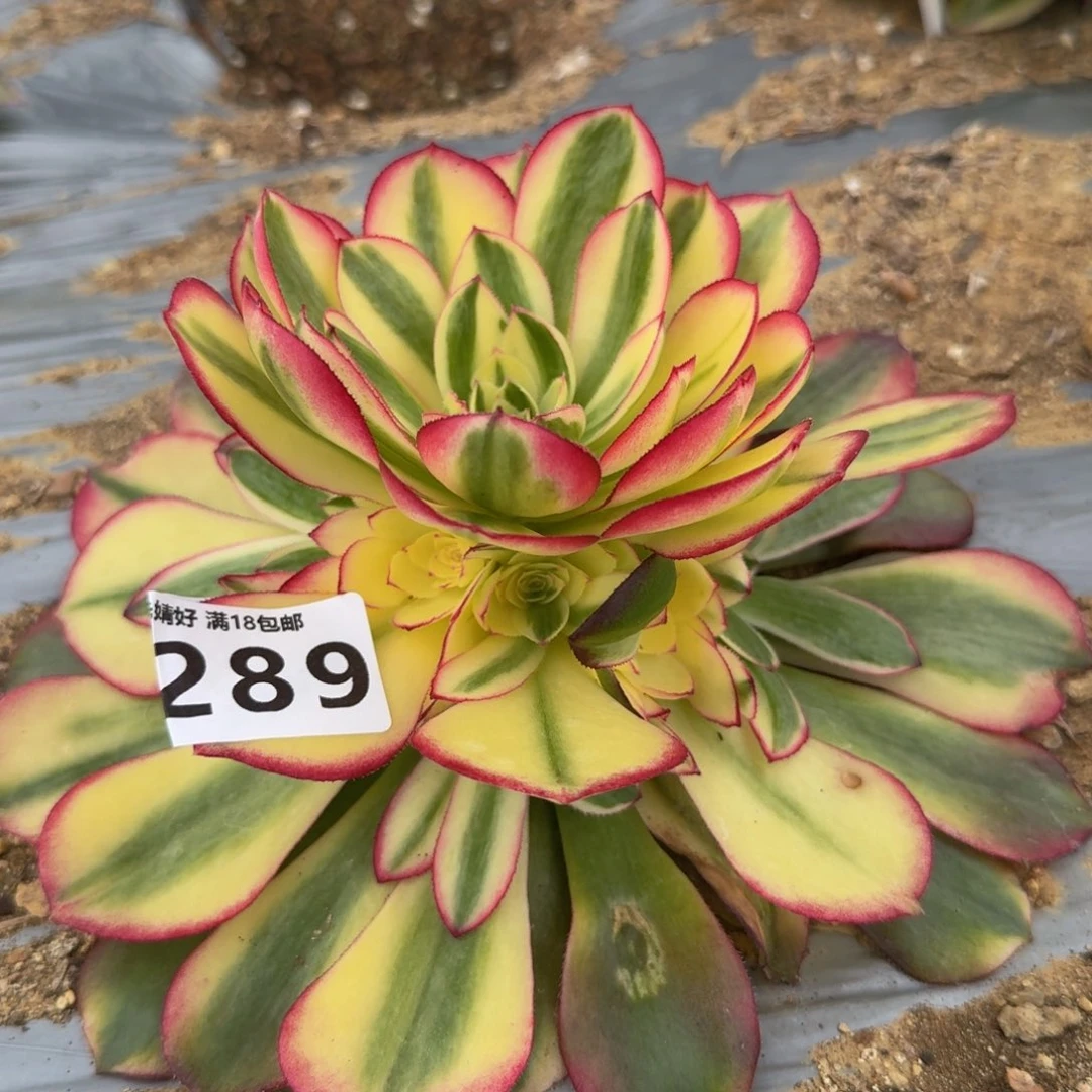 289荔枝。多肉植物