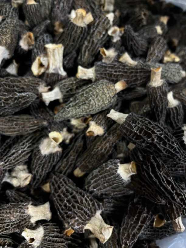 4-6头茬六妹羊肚菌