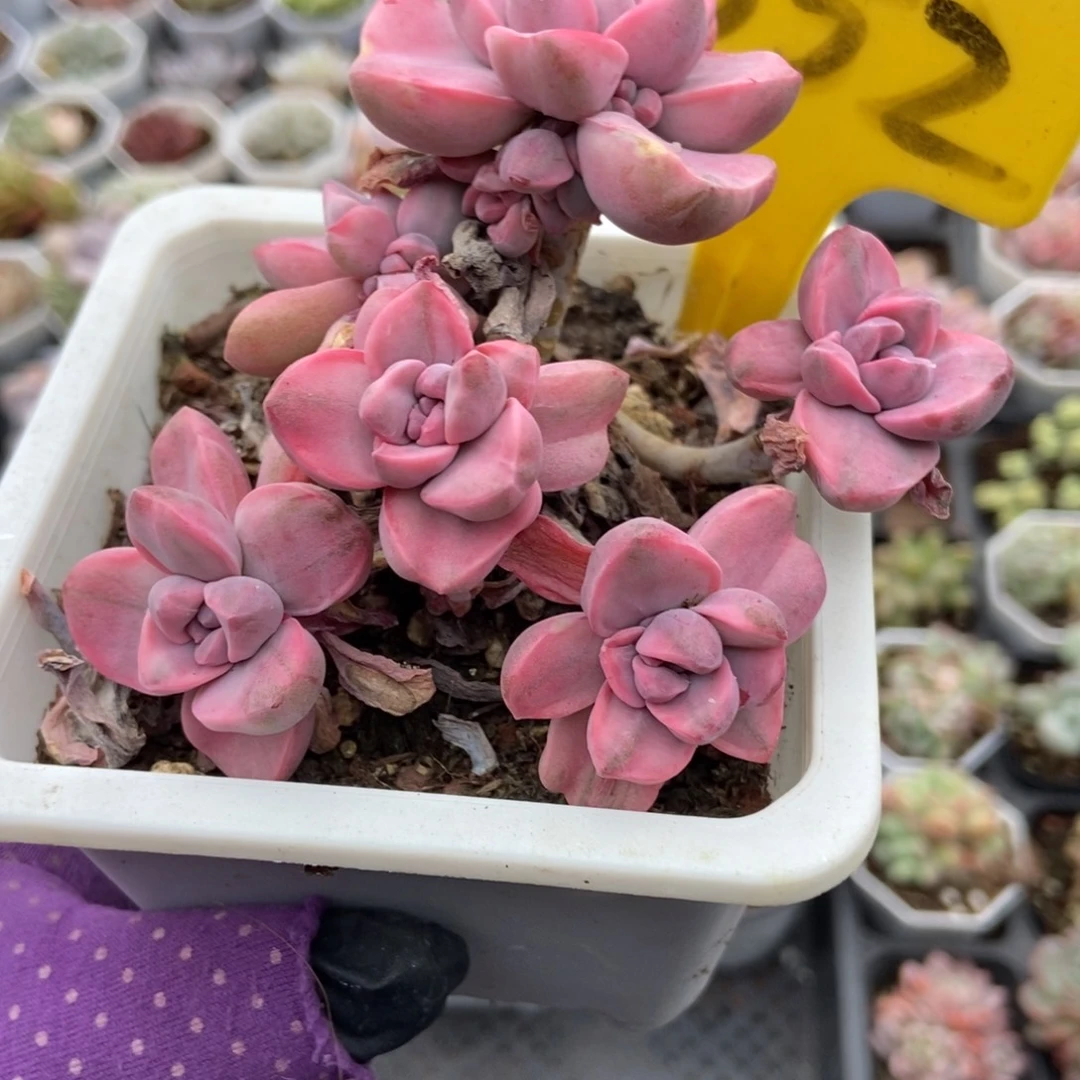 552彩虹糖锦多肉植物