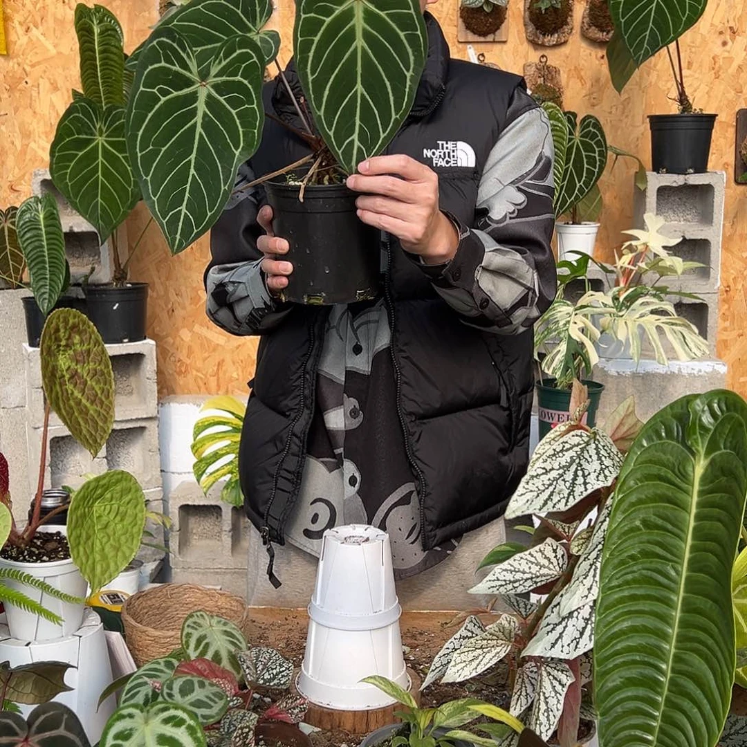 完全开放A22老桩花烛