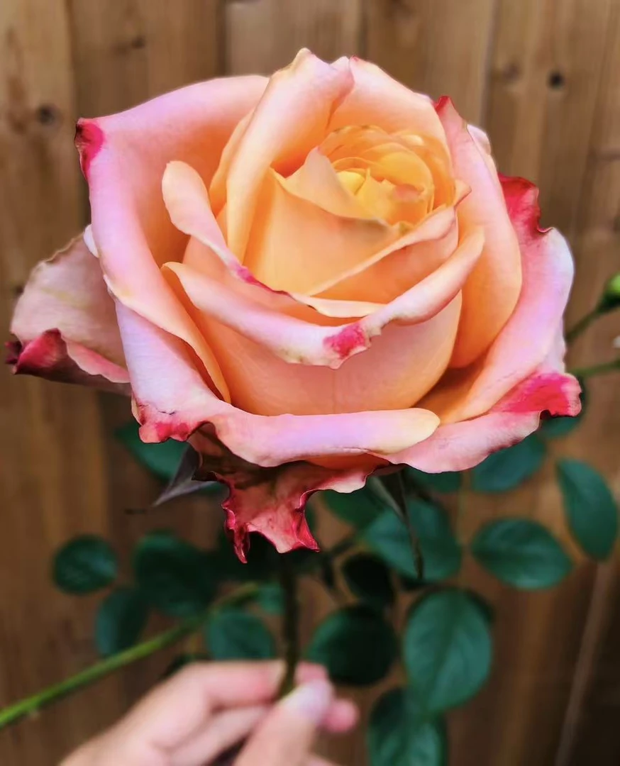 新品 油画蒙娜丽莎 月季花苗肯尼亚切花灌木勤花玫瑰直立花卉盆栽