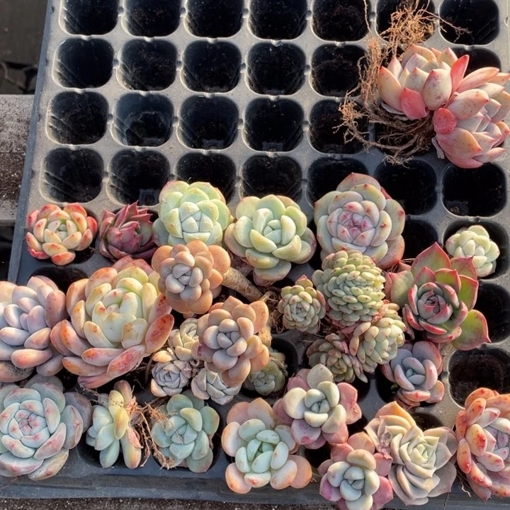 嘟****s脱土22颗穴苗一组包邮