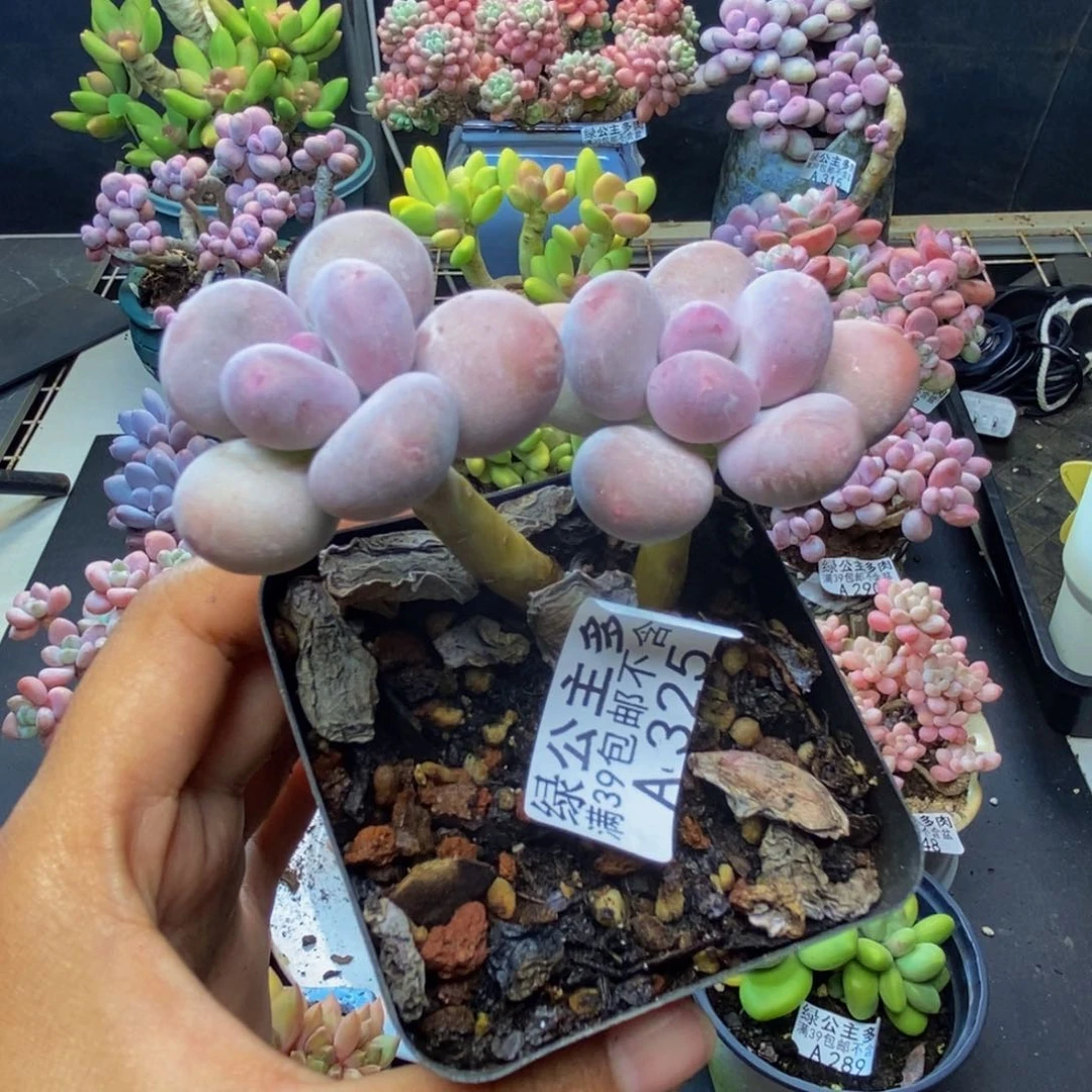 鱼*325彩虹奶多肉7c m