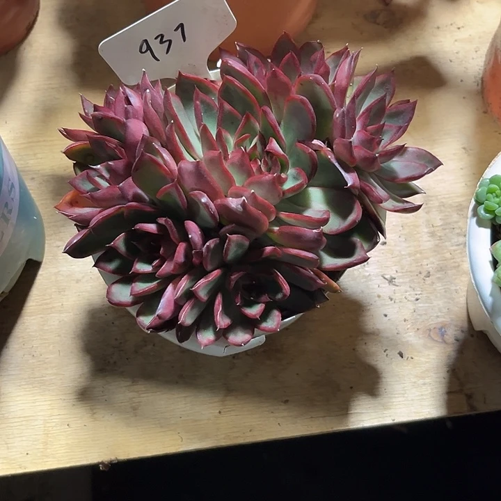 张***娥000000000000000000937