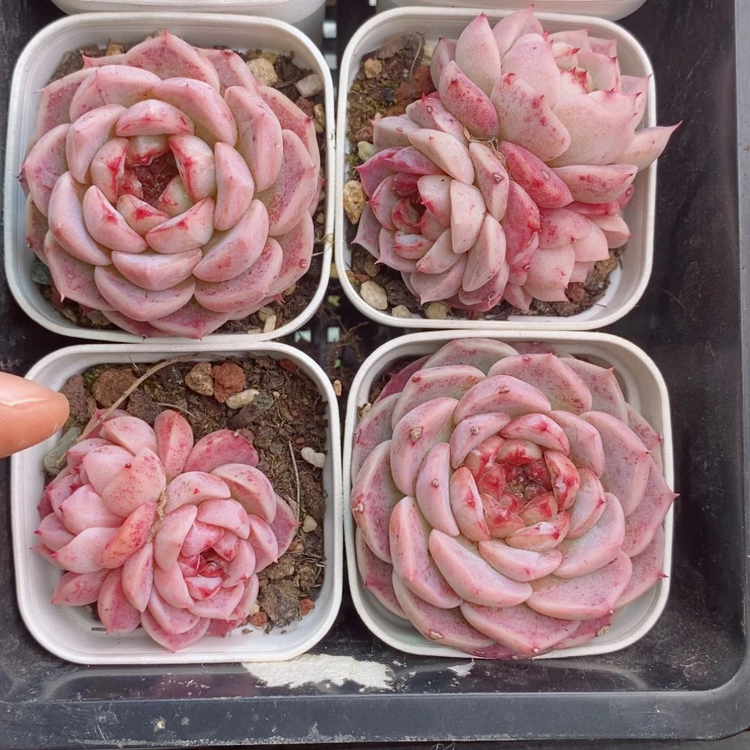 2-472 新疆西藏内蒙不发其他12.8包邮两到三公分多肉