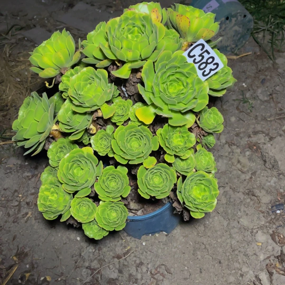 翡翠琉璃13/-1包邮
