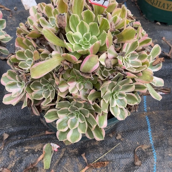 664男神多肉植物法师