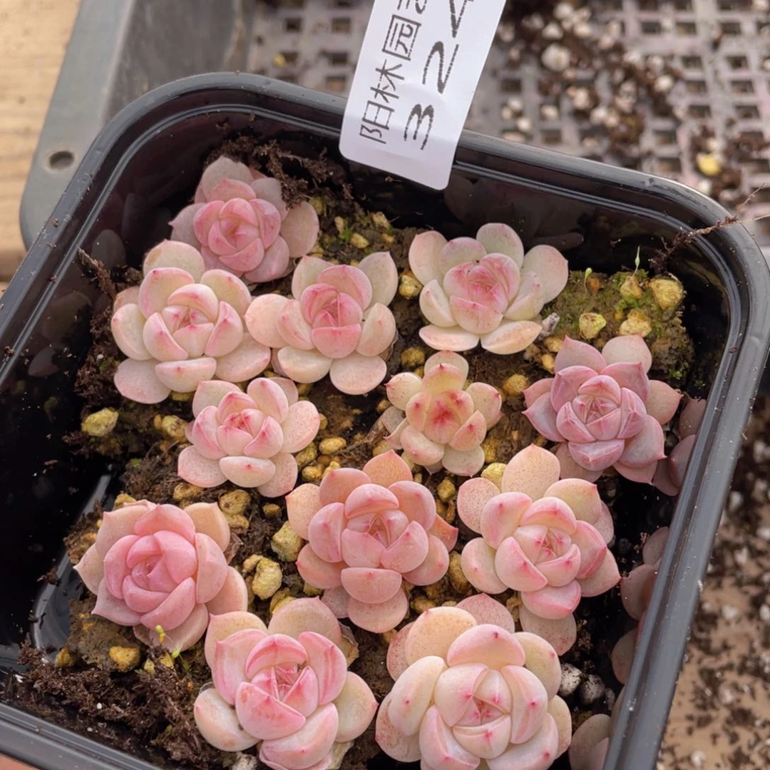 多肉植物多肉植物324