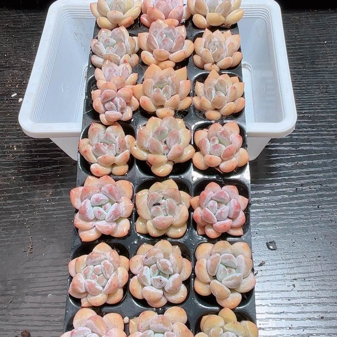 如图品质 香橙21颗 新疆西藏内蒙不发货