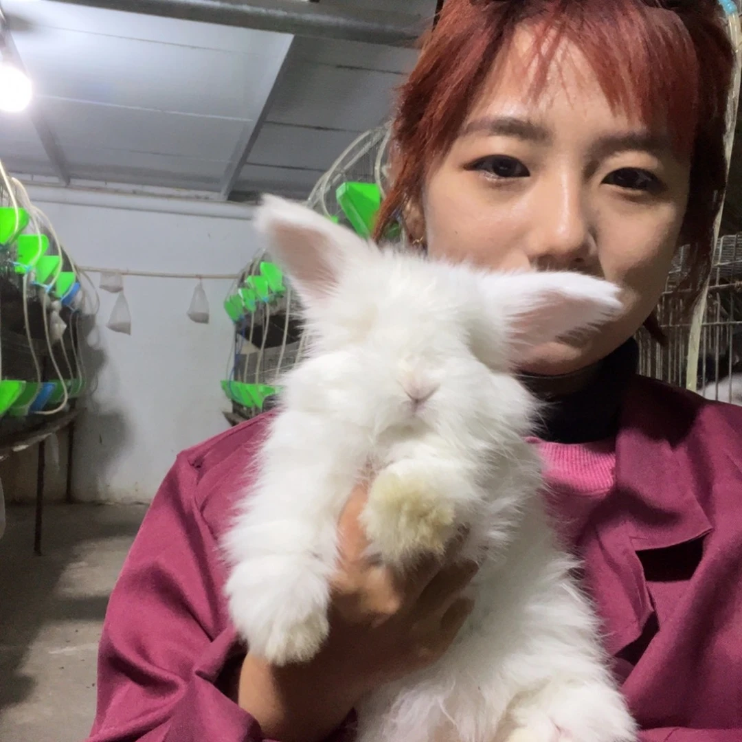 英系安哥拉宠物兔子
