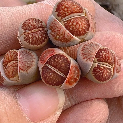 24022团团圆圆呀呀