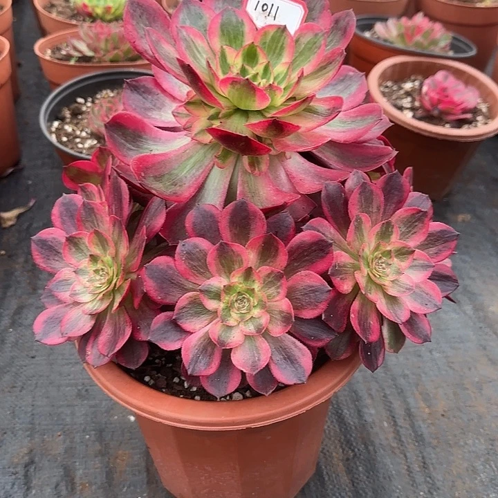 精品多肉植物1011