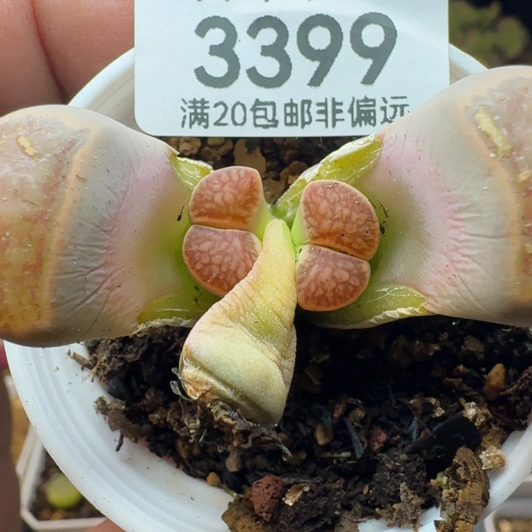 带盆土。
