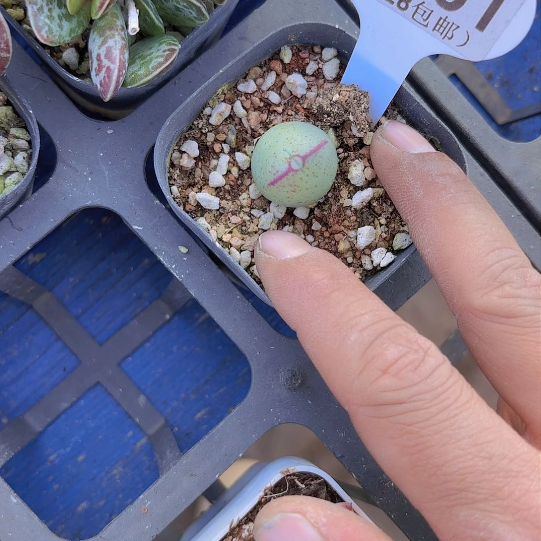 A981嘟嘟嘴一物一拍