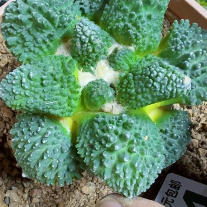 无花朵福利苗接哥怒214