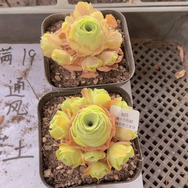 805 裸根不带土发货不包损