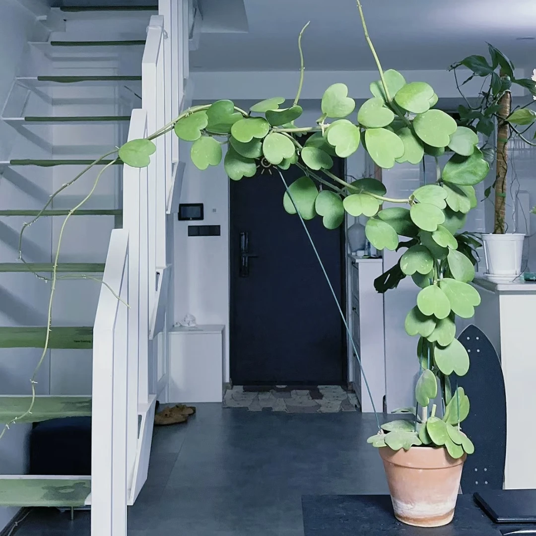 绿心叶球兰网红可爱多年生藤蔓植物室内耐旱好养叶子