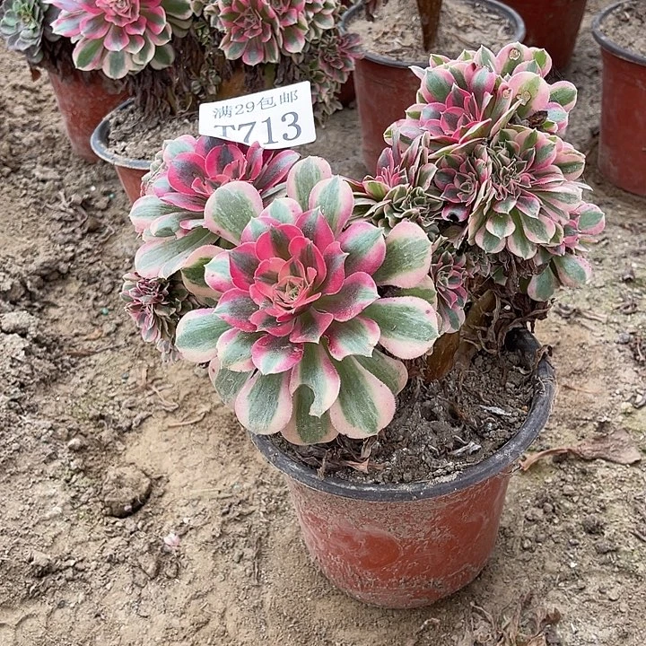 713粉女巫缀   多肉植物