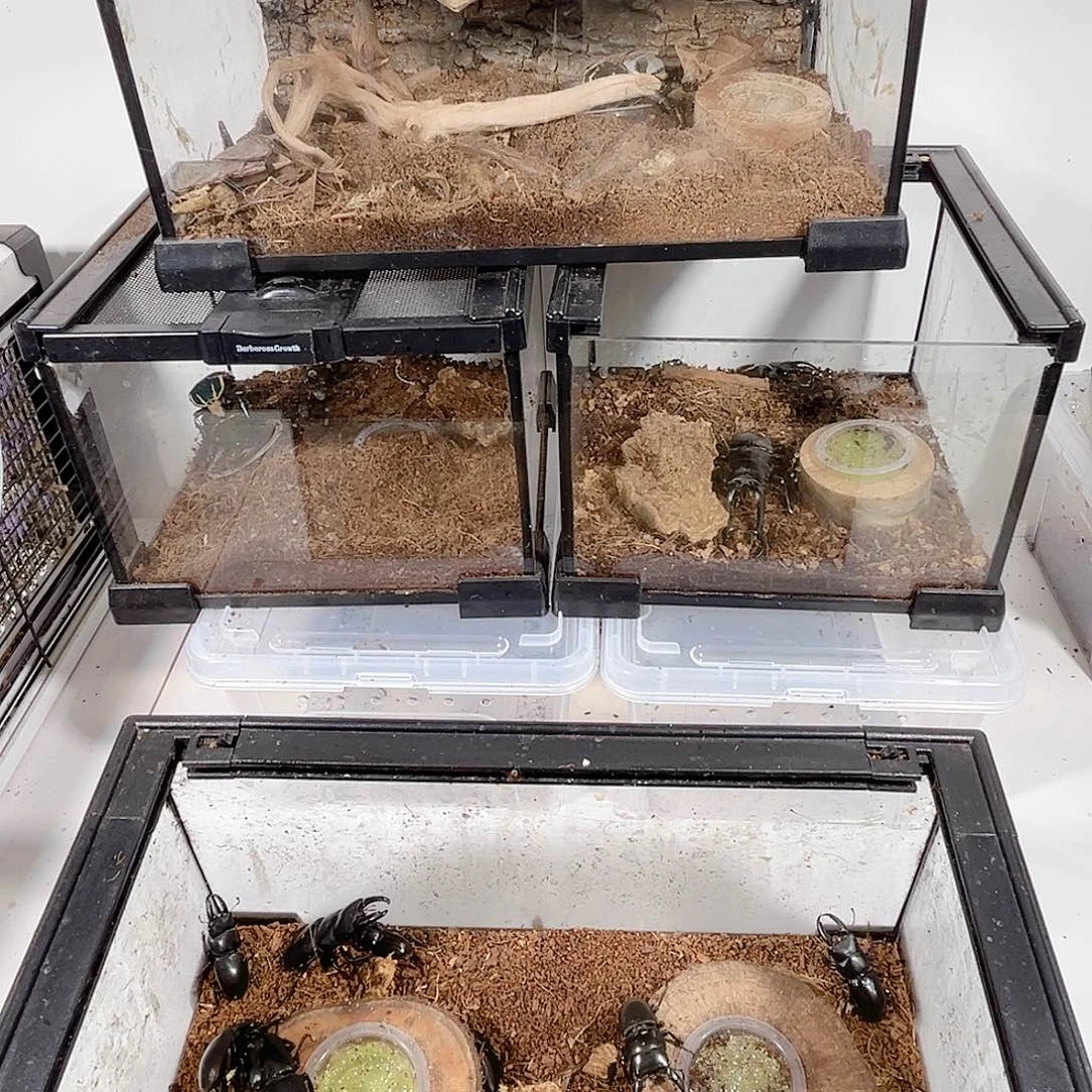 南洋尸体非常帅气