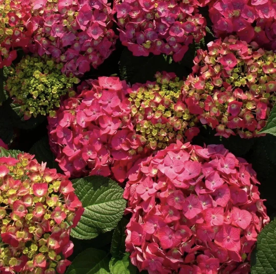 玫红妈妈绣球纯露天（2加仑盆）易爆花盆栽庭院阳台