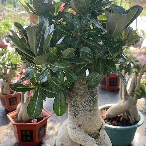 【闪购商品】无花朵平*丹绿植