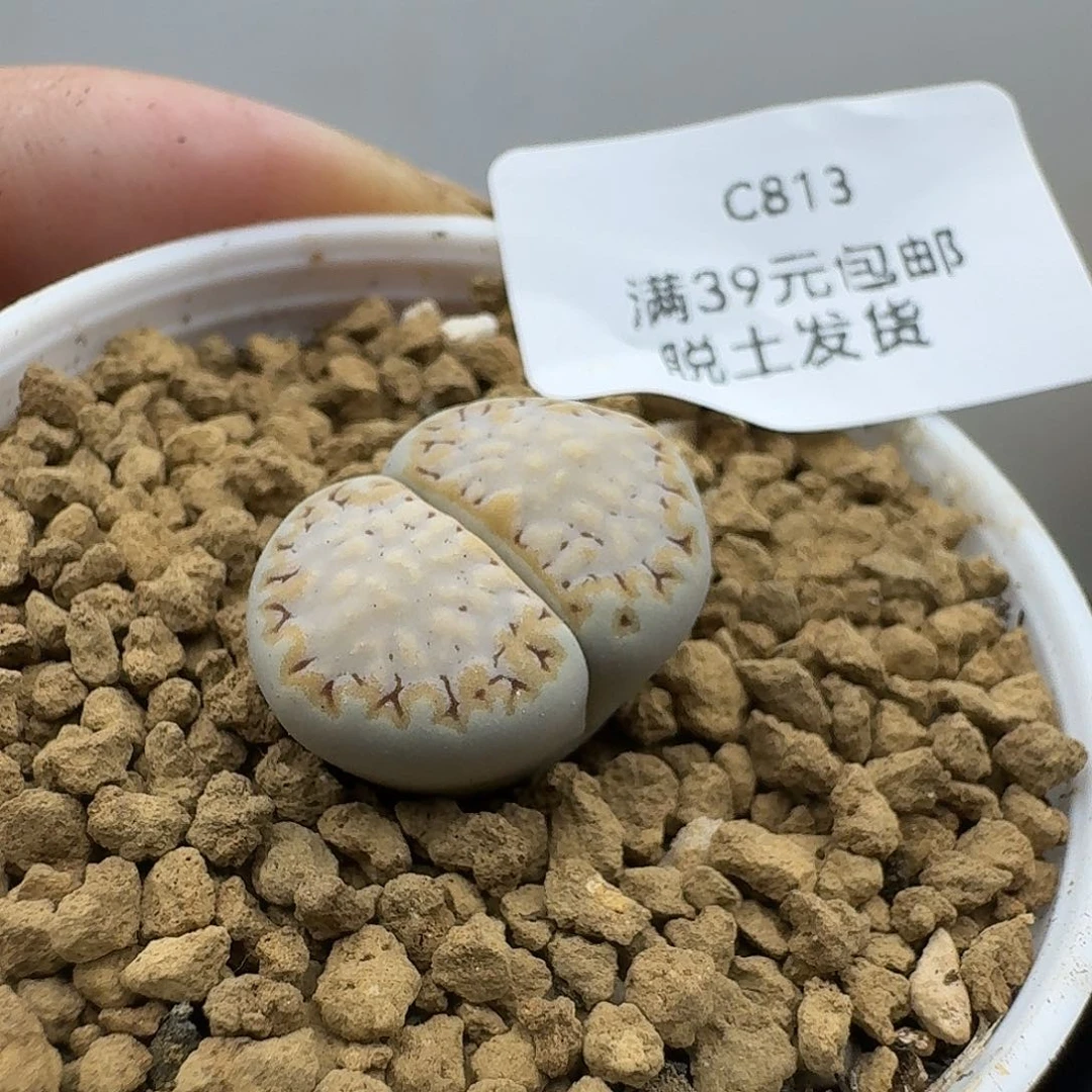 813哈哈哈哈哈哈哈多肉