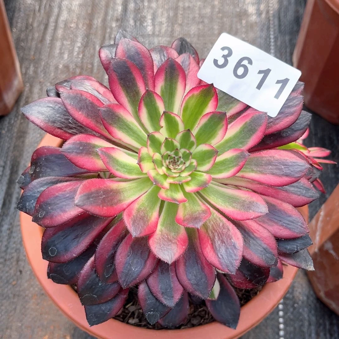 黑天鹅多肉发货发货