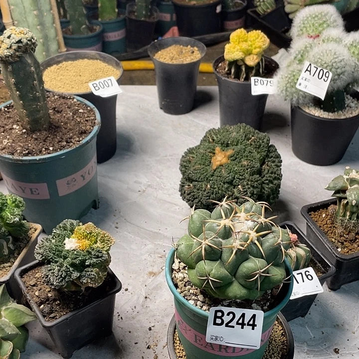 完全开放244象牙一个