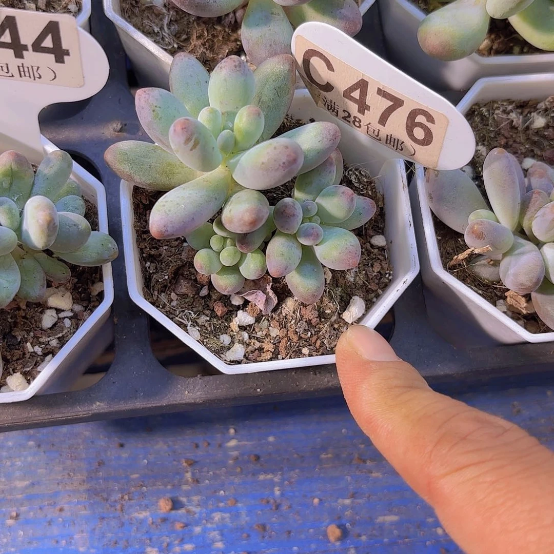 C476企鹅奶酪一物一拍