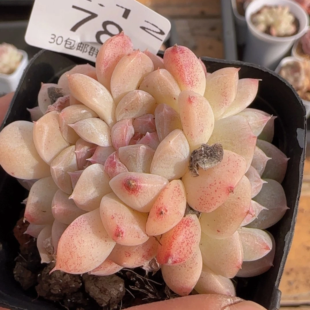 四头白桃汽水朵朵一颗