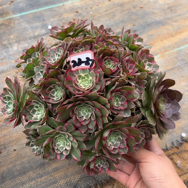 莲花多肉植物23-37