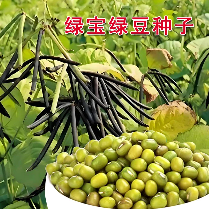 绿宝绿豆种子春播豆子种子早熟高产抗病好春季种子秋季菜园种籽