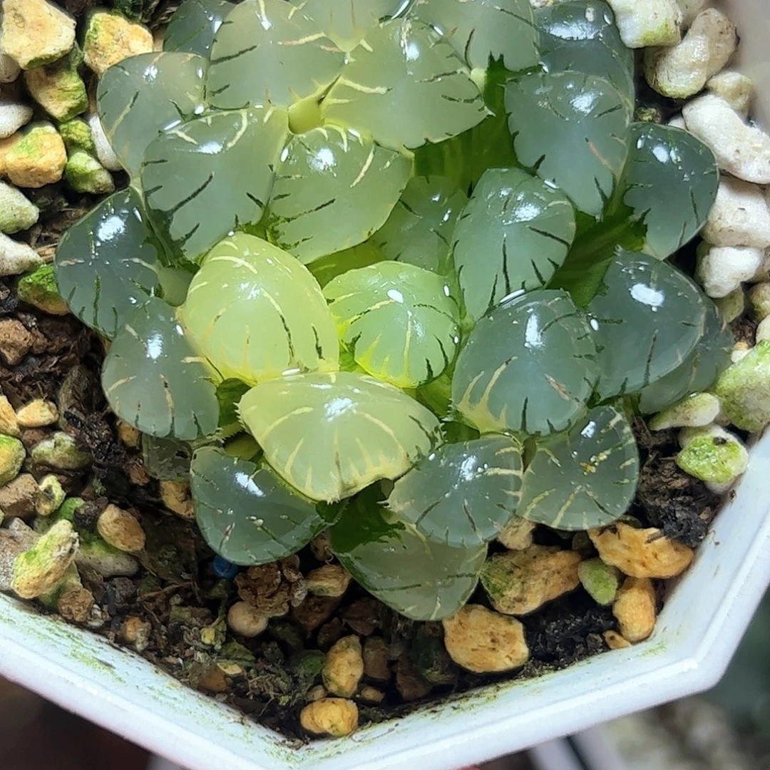 冰灯锦十二卷多肉植物
