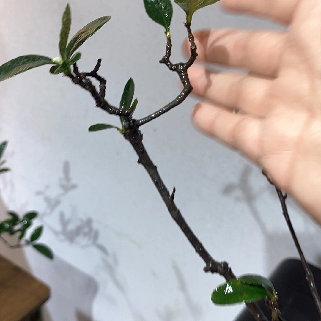春花88888三*春花888888