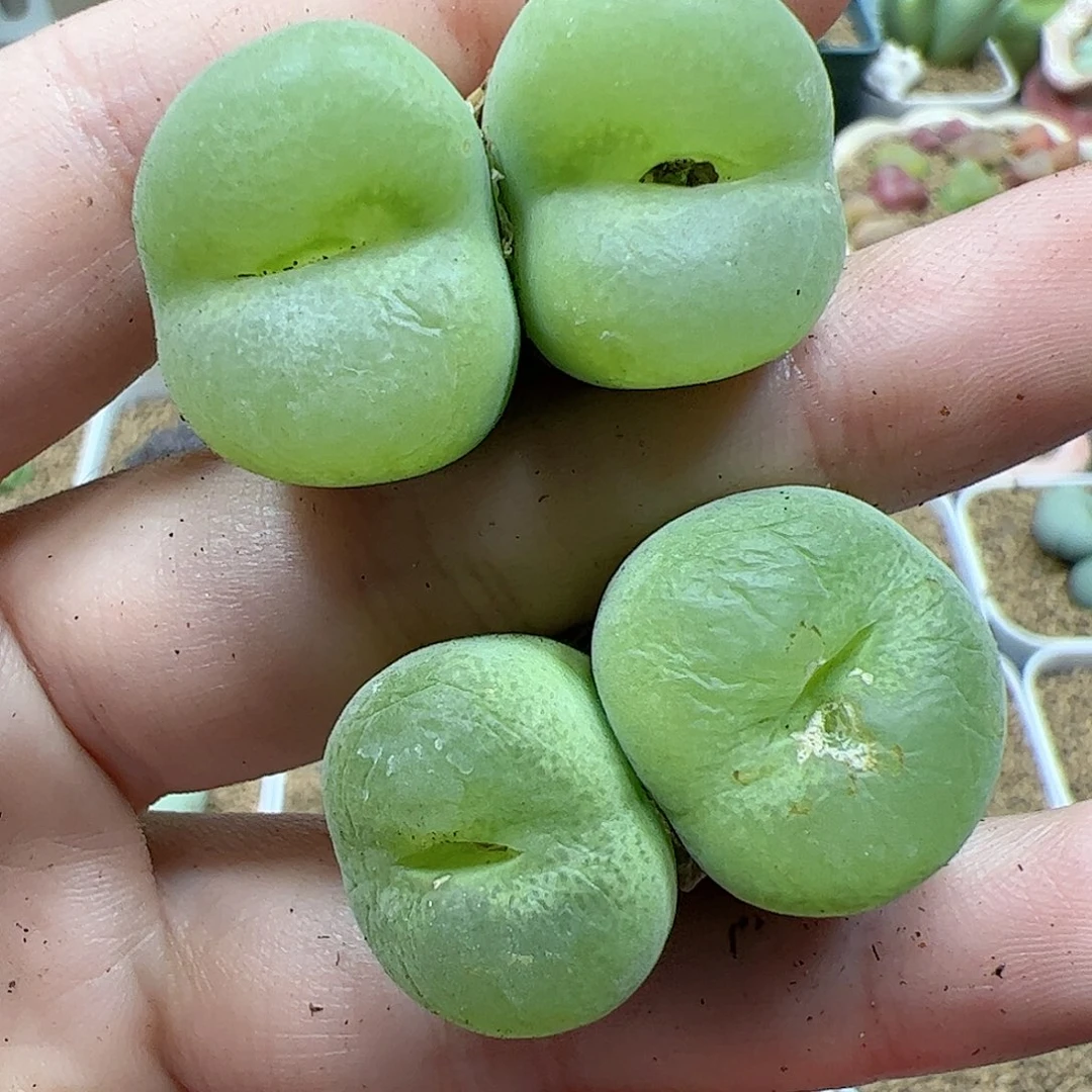 【闪购商品】297 开播福利