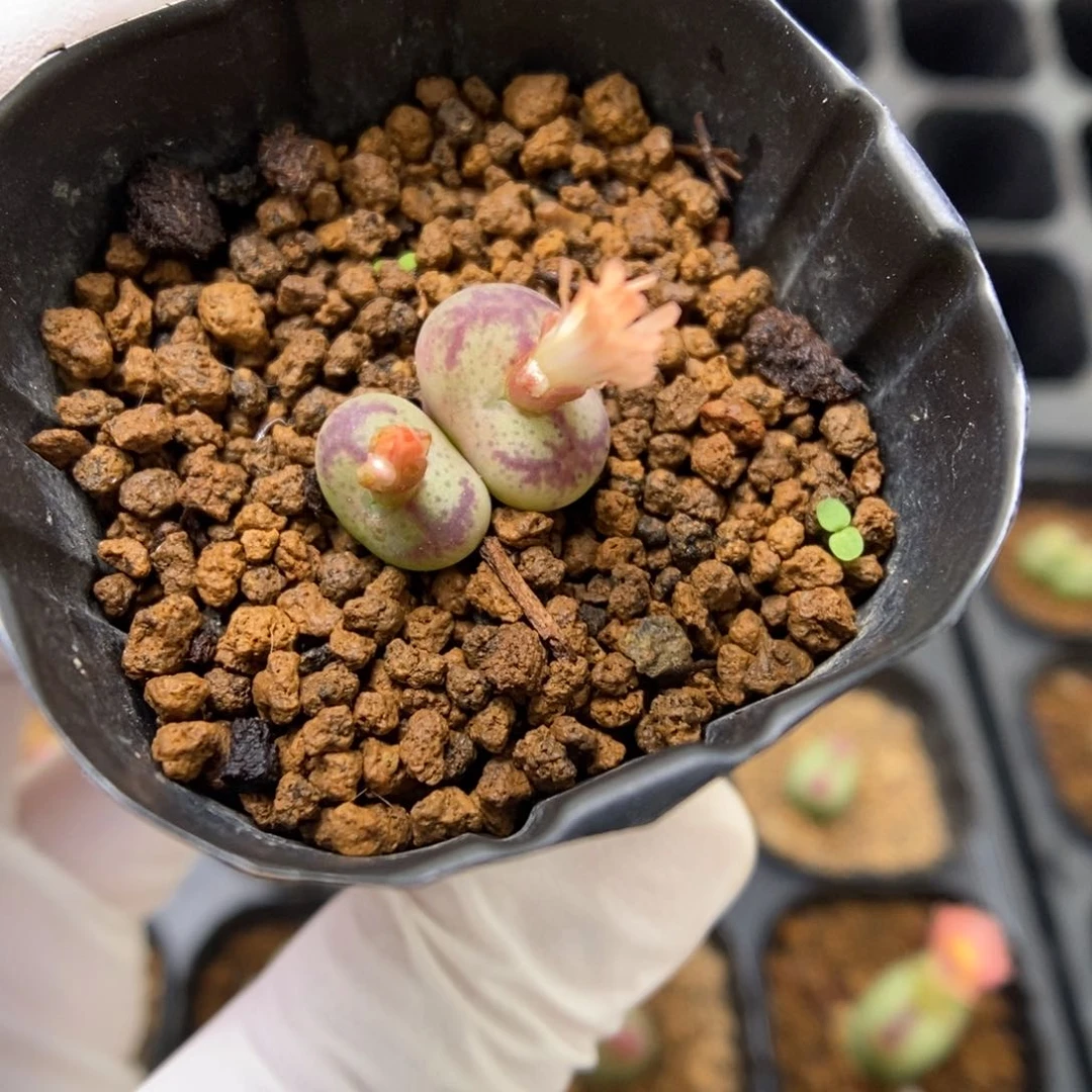 多肉植物肉锥杂交K-4038
