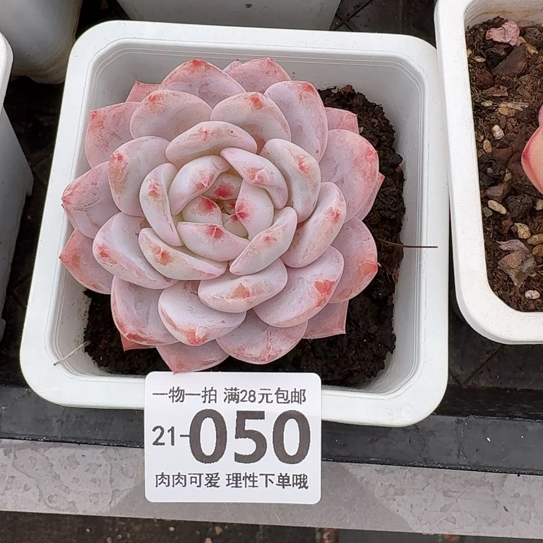 橙梦露无盆土发货