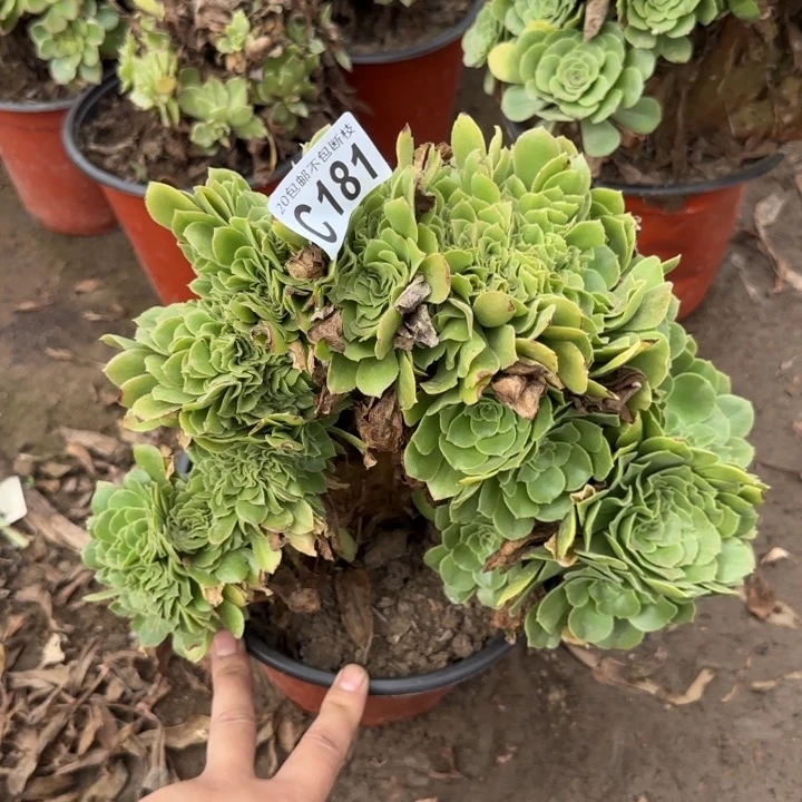 绿羊绒缀……多肉植物……