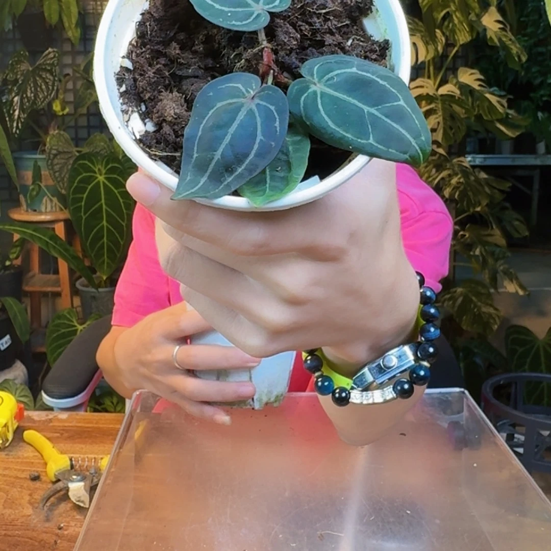 *****完全开放一物一拍N22