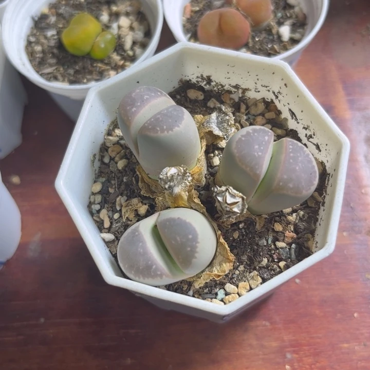 109 橄榄三头群 多肉植物