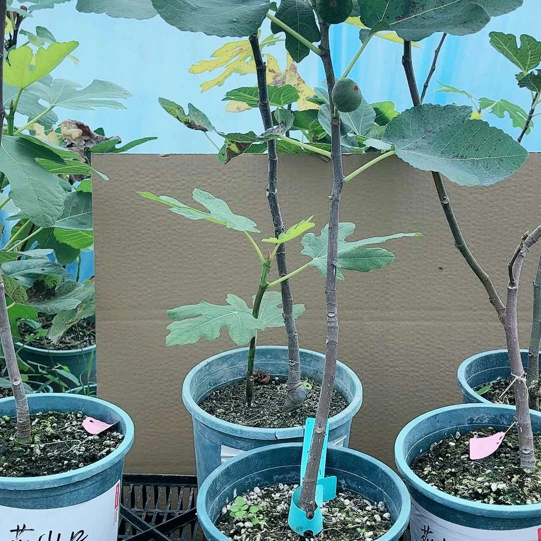 无花朵ℳ****直播间福袋，科蒙黑白头苗