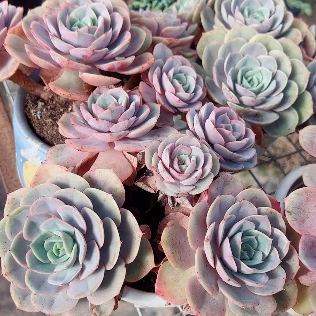 蓝色苍鹭多头大盆老桩特价