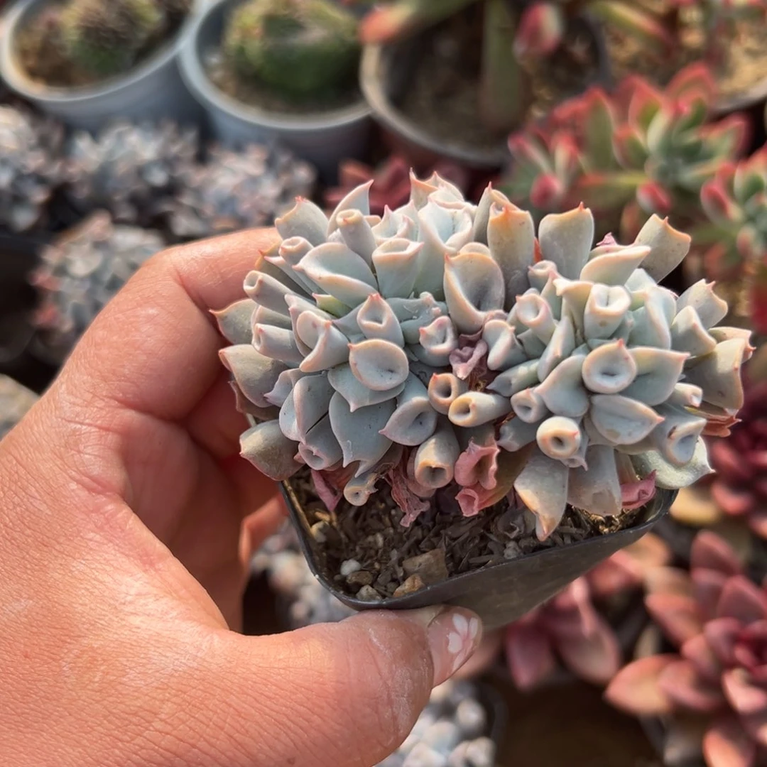 多肉植物魔笛多肉