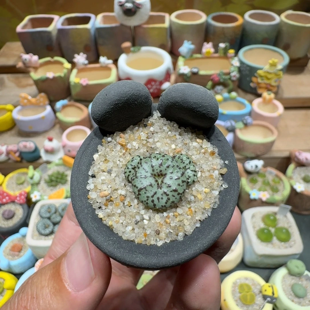 喵***9蘑菇1125安贞多肉植物