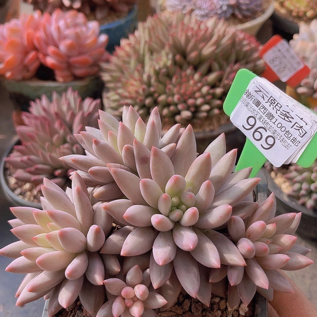 969红蜻蜓多肉植物
