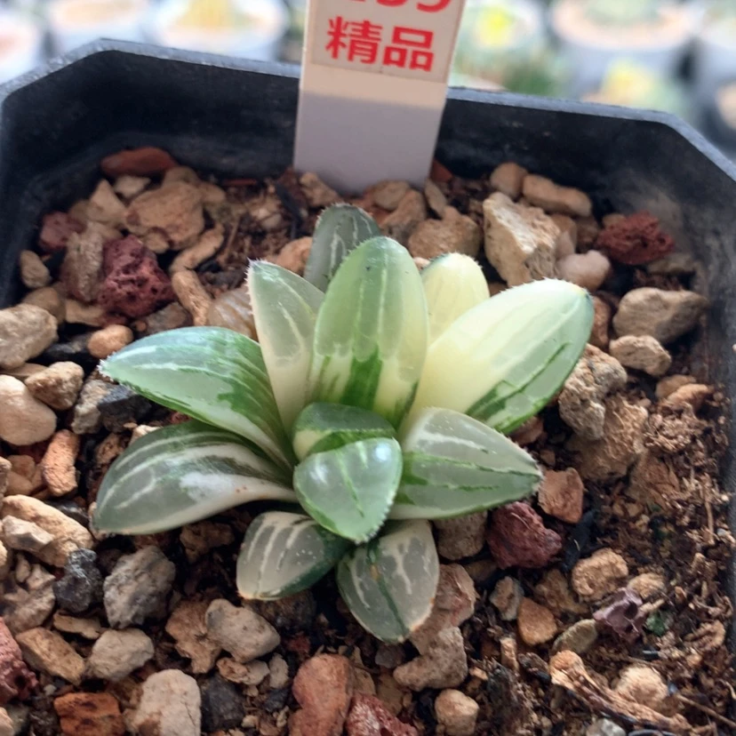 【闪购商品】239姬寿锦满15包邮付款