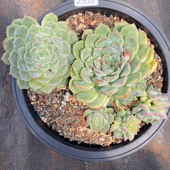霸***蓉精品多肉植物2505