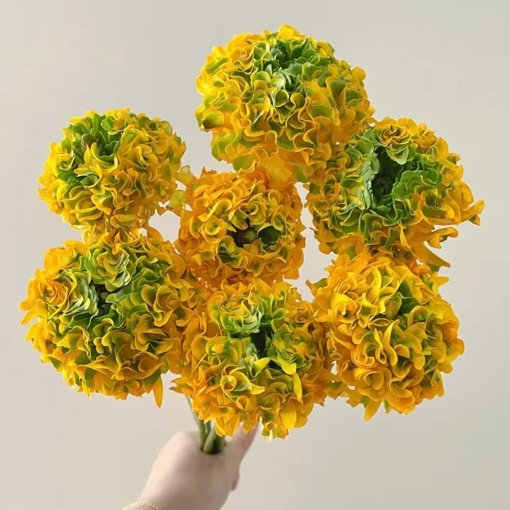 【锦鲤 洋牡丹】7-10枝 冷丰鲜花基地直发