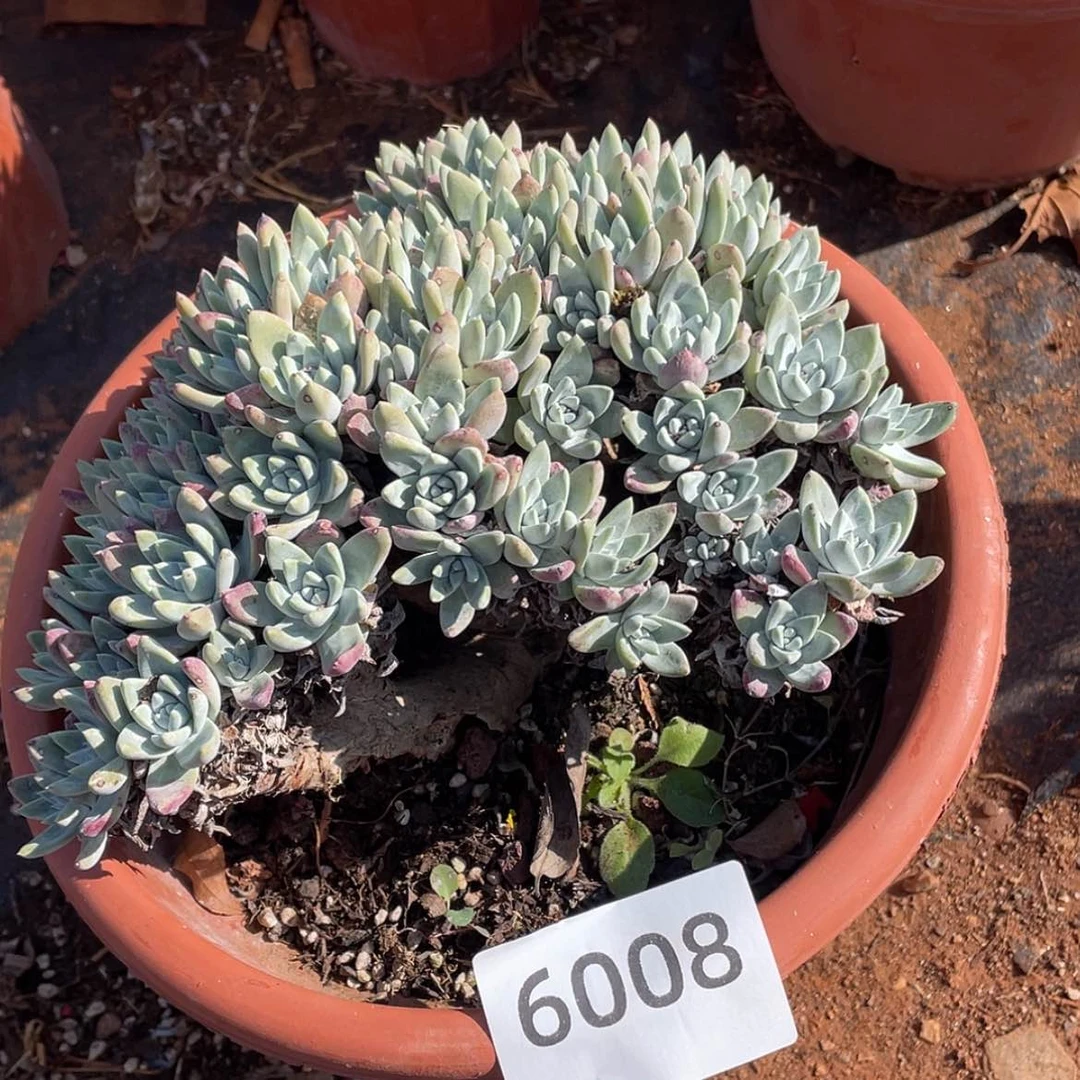 【闪购商品】带瑕疵 白姆 介意不拍