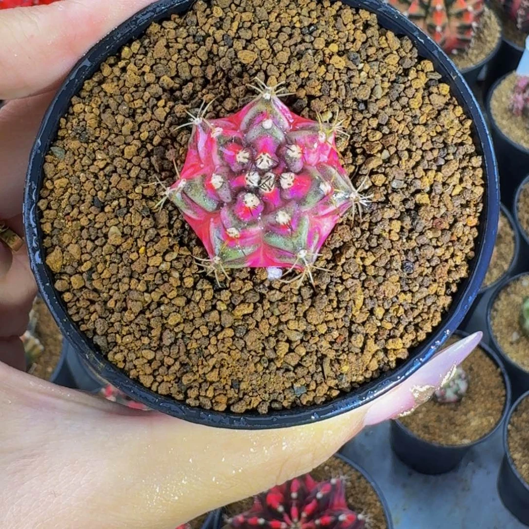 海神锦00000000000007